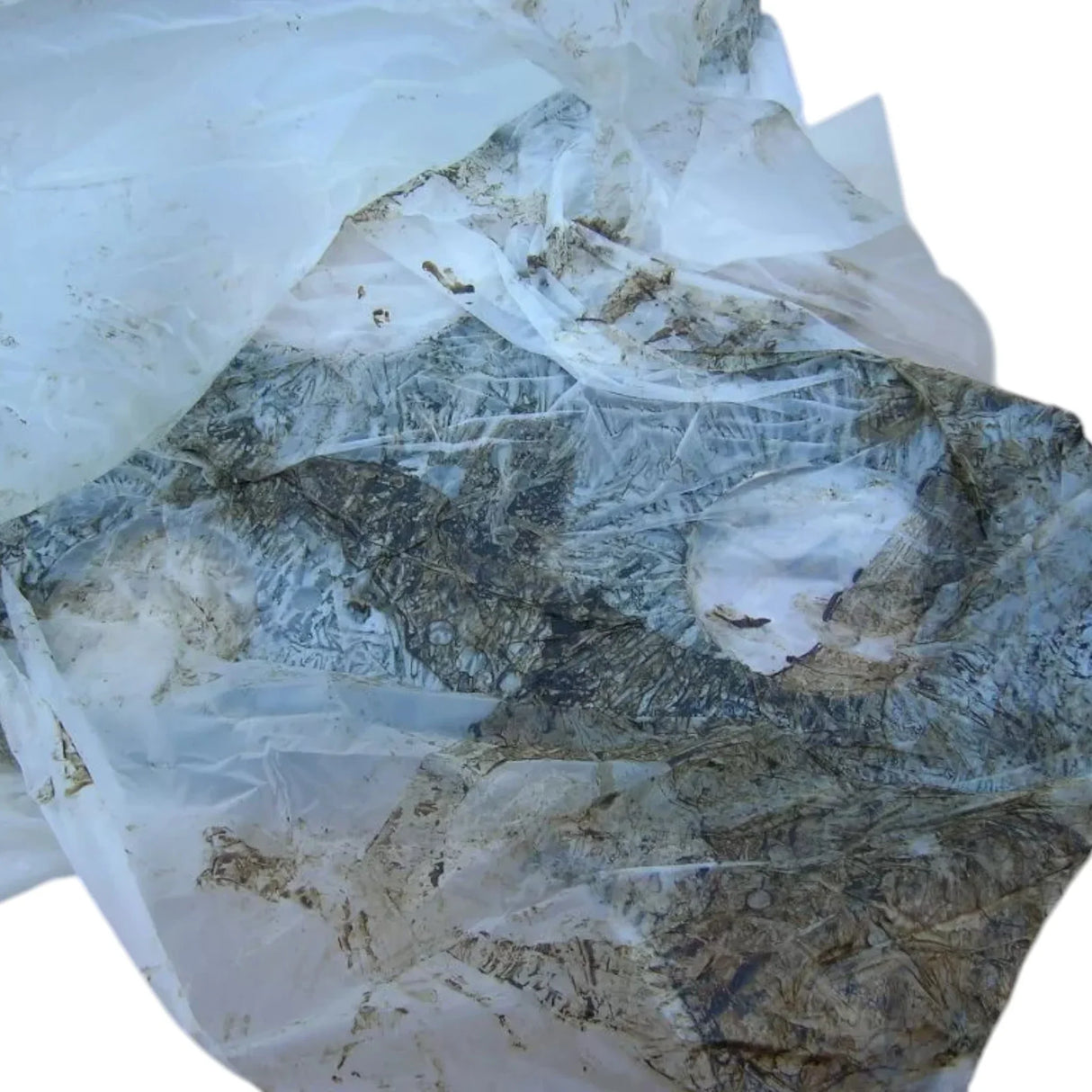 155-9818 Genuine Cat Inner Front Blech - Truck To Trailer